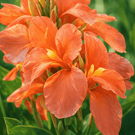 Канна Peach Blush