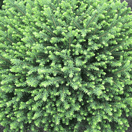 Ель сербская Karel