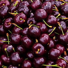 Черешня Подарок Степанову