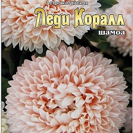 Астра китайская Леди Коралл Шамоа