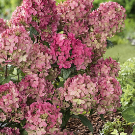 Гортензия метельчатая Петит Стар Гортензия метельчатая Петит Стар