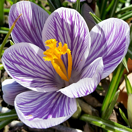 Крокус крупноцветковый Страйпт Бёрд