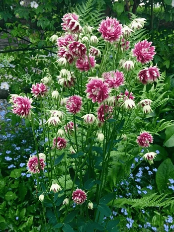 Аквилегия обыкновенная Barlow Nora