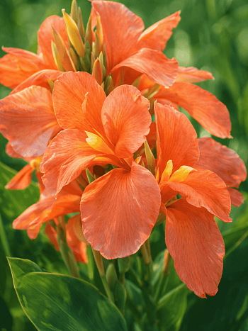 Канна Peach Blush