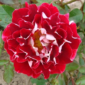 Роза флорибунда Раффлс Спаклин Раффл Роза флорибунда Раффлс Спаклин Раффл