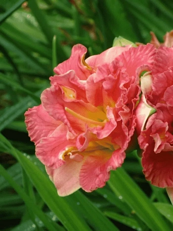 Лилейник Lacy Doily