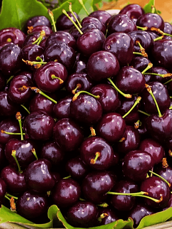 Черешня Подарок Степанову