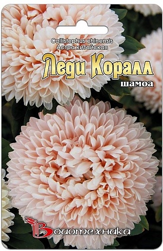 Астра китайская Леди Коралл Шамоа