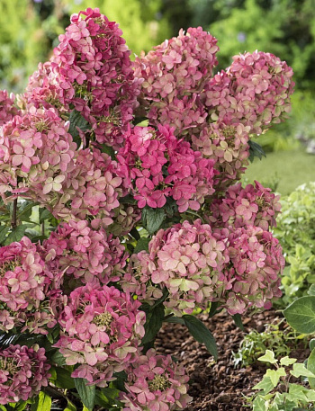 Гортензия метельчатая Петит Стар