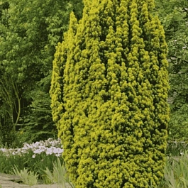 Тис ягодный David