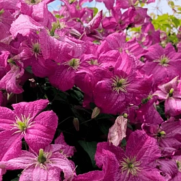 Клематис гибридный Mazurek