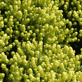 Очиток едкий Aurea