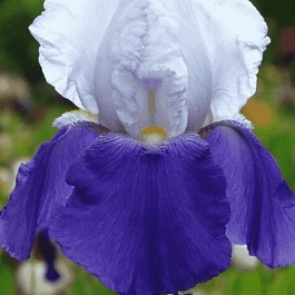 Ирис германский Aperge