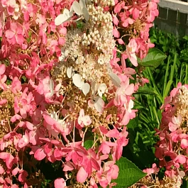 Гортензия метельчатая Pink Queen