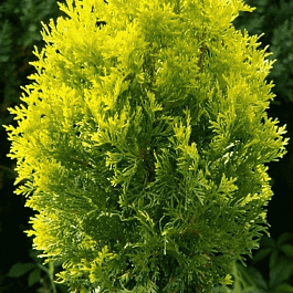 Туя западная Salland