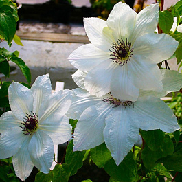 Клематис крупноцветковый Анна Каролина