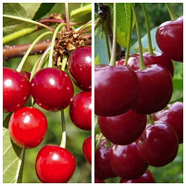 Дерево-сад (2-3 летка) вишня 2 сорта Молодежная-Любская