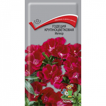 Годеция крупноцветковая Метеор