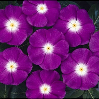 Катарантус Саншторм Дип Орхид