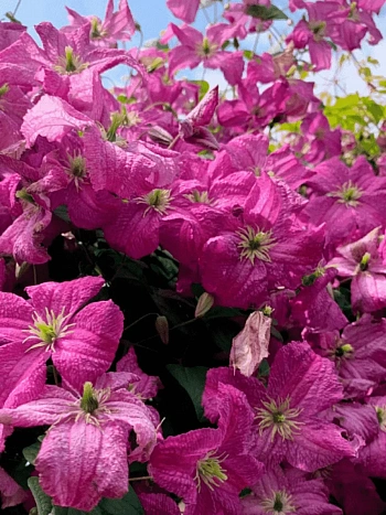 Клематис гибридный Mazurek