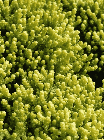 Очиток едкий Aurea