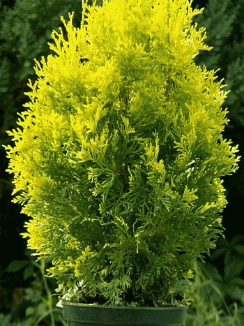 Туя западная Salland