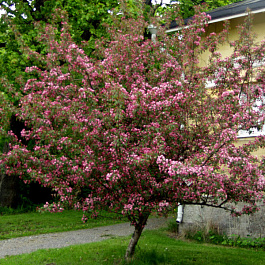 Яблоня декоративная Макамик