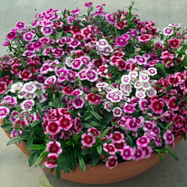 Гвоздика Чиба Аурикула Микс