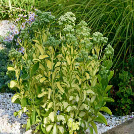 Очиток Mediavariegata