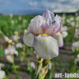 Ирис германский Doll Ribbons