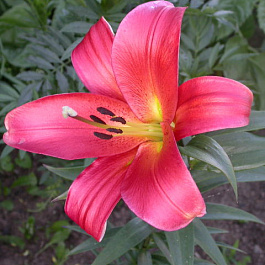 Лилия ОТ-гибрид Кисс ов Файр