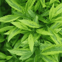 Форзиция темно-зеленая Citrus Swizzle