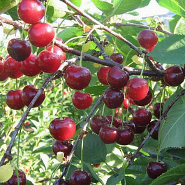 Вишня обыкновенная Апухтинская