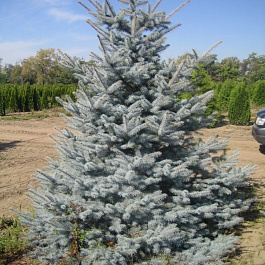 Ель колючая Эдит Ель колючая Эдит