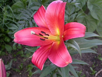 Лилия ОТ-гибрид Кисс ов Файр