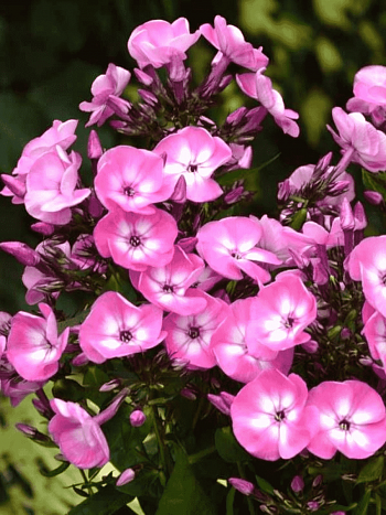 Флокс метельчатый Evi