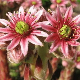 Молодило гибридное Funckii