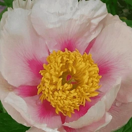 Пион Молочноцветковый Athena