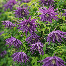 Клематис Violet Surprise PBR