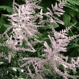 Астильба простолистная Hennie Graafland