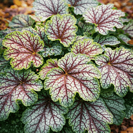 Гейхера Marvelous Marble Silver