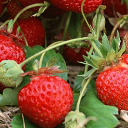 Земляника садовая Карнавал Земляника садовая Карнавал