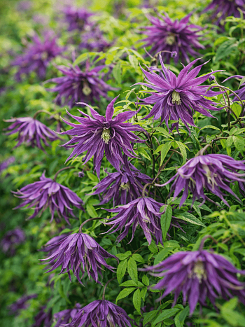Клематис Violet Surprise PBR