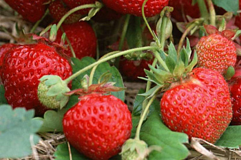 Земляника садовая Карнавал