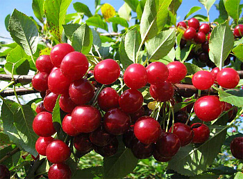 Вишня обыкновенная Любская