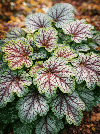 Гейхера Marvelous Marble Silver