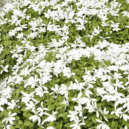 Пратия стебельковая Treadwellii