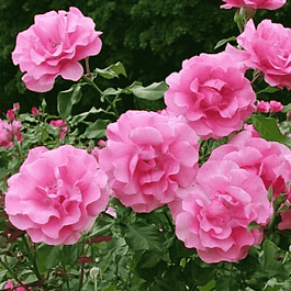 Роза Кустовая Romanze