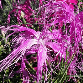 Гвоздика гибридная Dancing Geisha