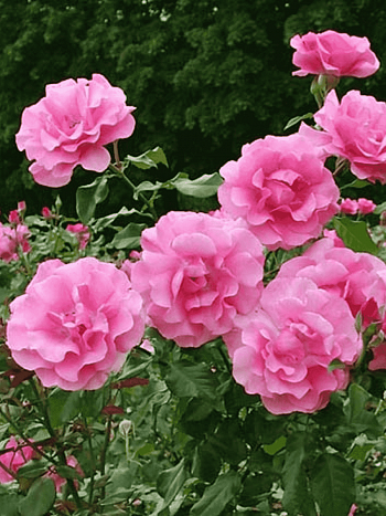 Роза Кустовая Romanze